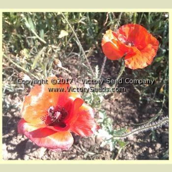 Easy Care Children's Garden Mix - Image 6