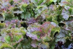 Prizehead Leaf Lettuce