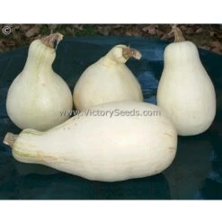 Tennessee Sweet Potato Pumpkin