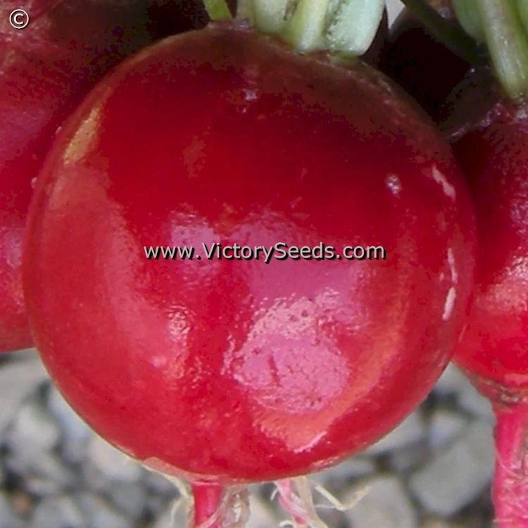 Champion Radish - Image 3