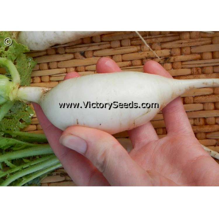 Chinese White Winter Radish - Image 2