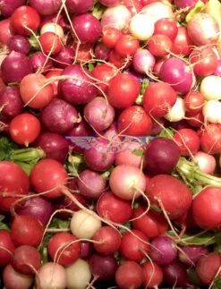 Easter Egg Blend Radish