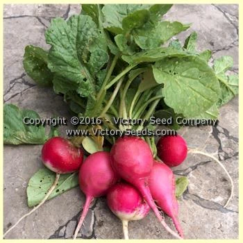 Easter Egg Blend Radish - Image 2