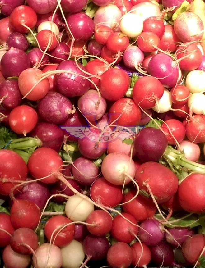 Easter Egg Blend Radish