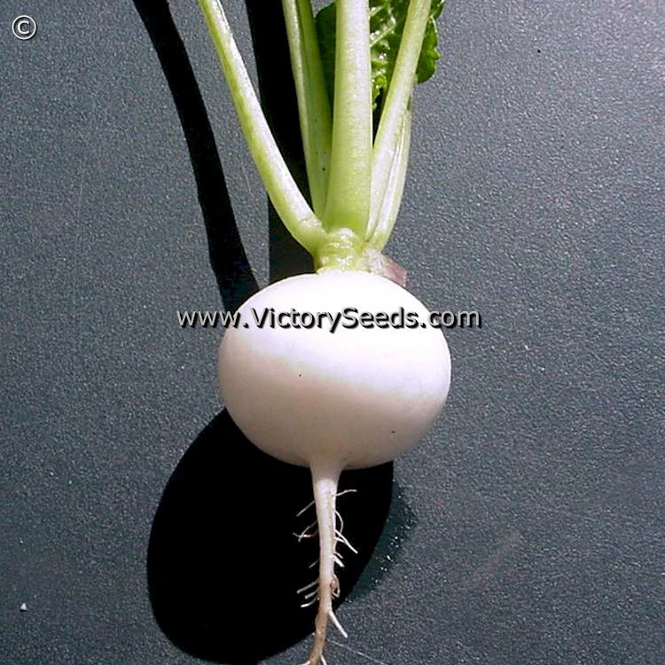 Hailstone White Globe Radish - Image 3