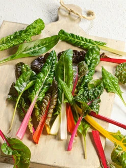 Rainbow Swiss Chard