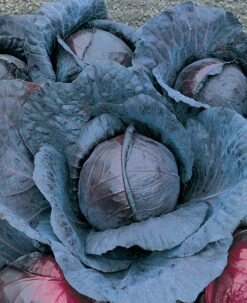 Red Acre Cabbage
