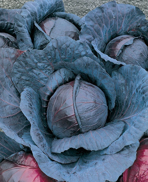Red Acre Cabbage