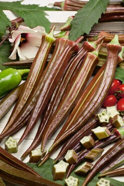 Red Burgundy Okra