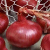 Red Creole Onion
