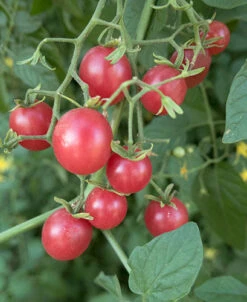 Red Currant Tomato