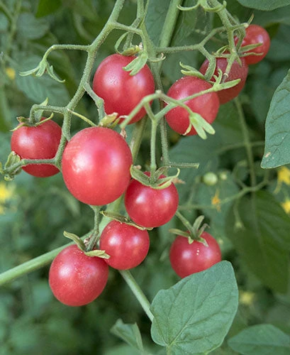 Red Currant Tomato