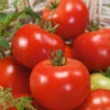 Russian Red Tomato