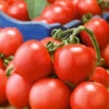 Riesentraube Tomato