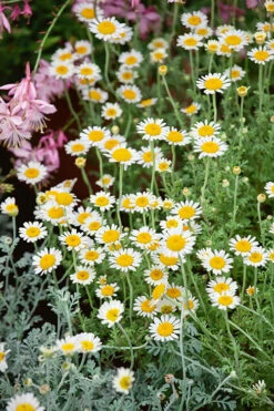 Chamomile, Roman