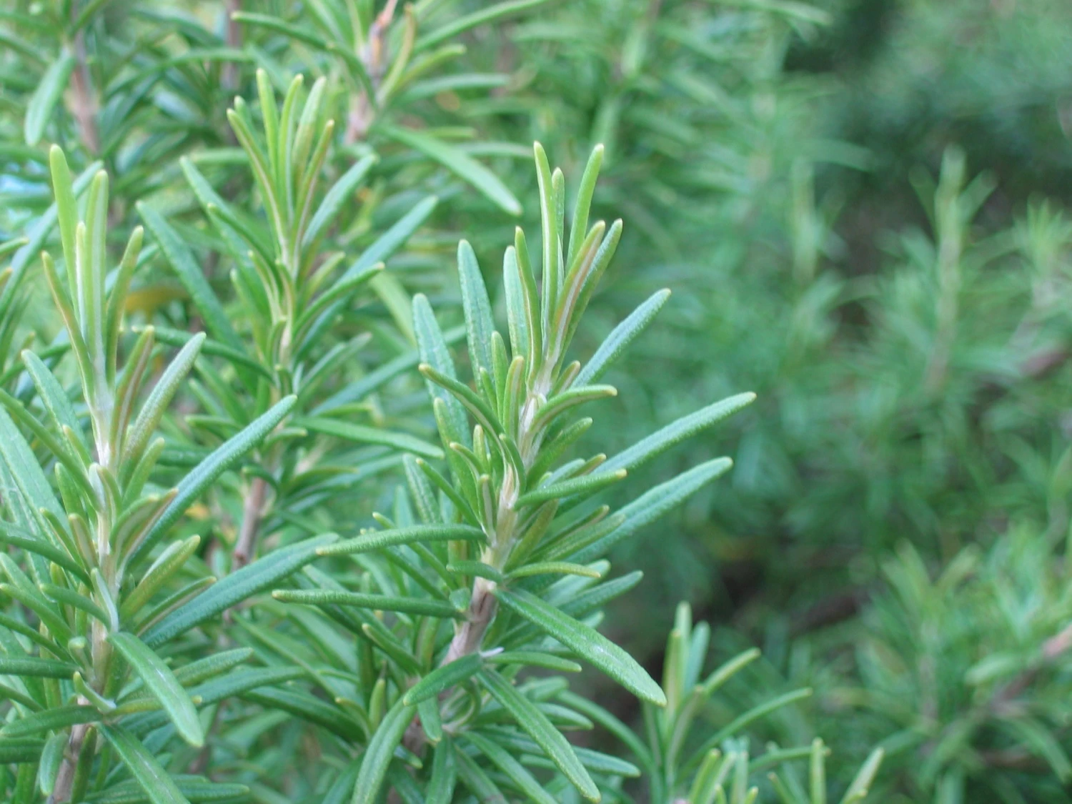 Rosemary