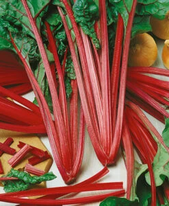 Ruby Red Swiss Chard