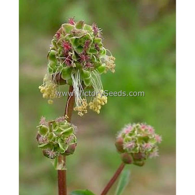 Salad Burnet - Image 2
