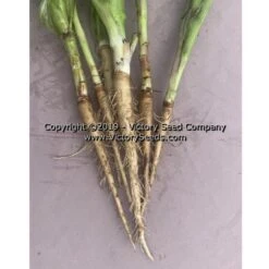 Mammoth Sandwich Island Salsify