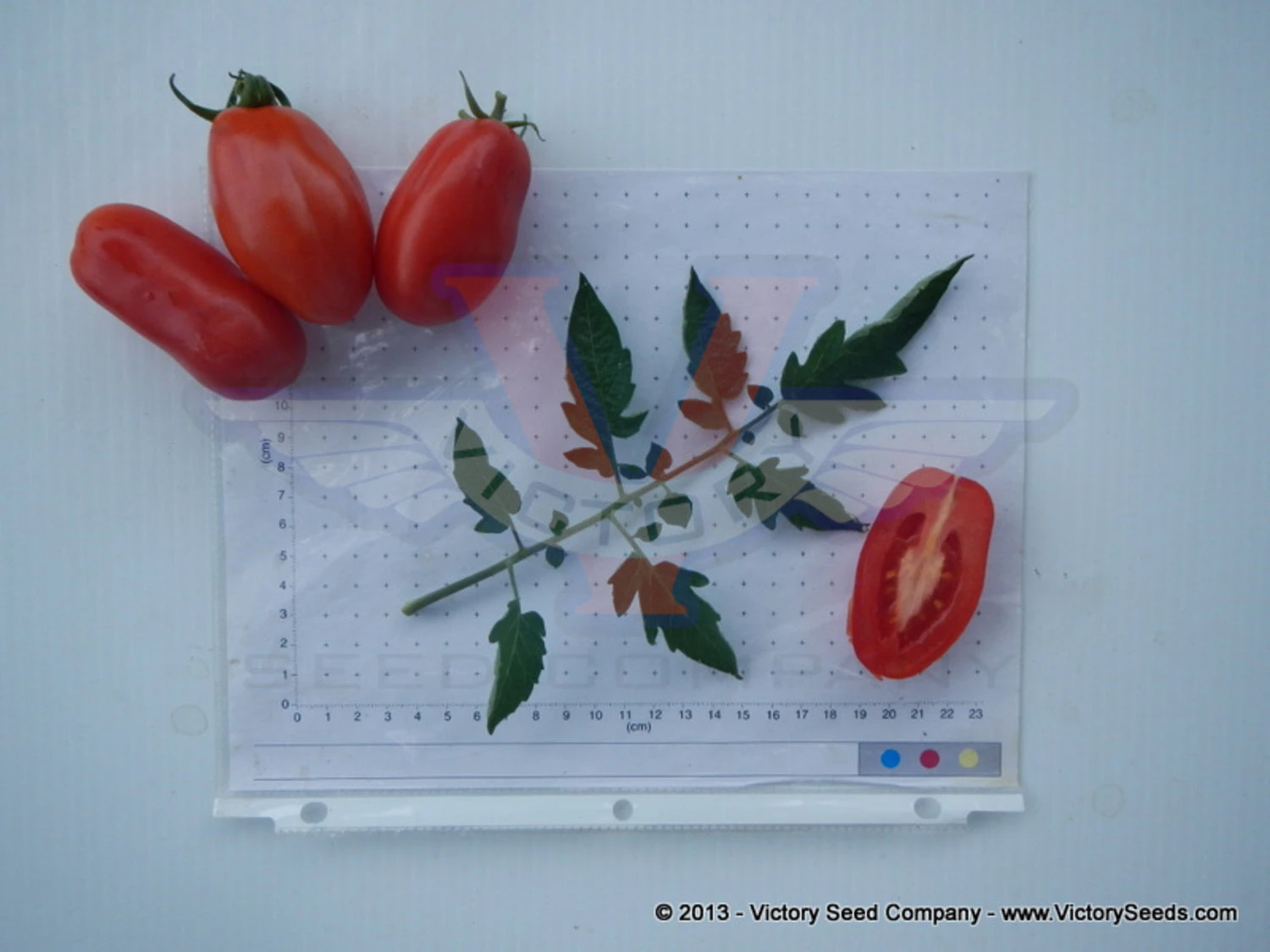 San Marzano Tomato - Image 6