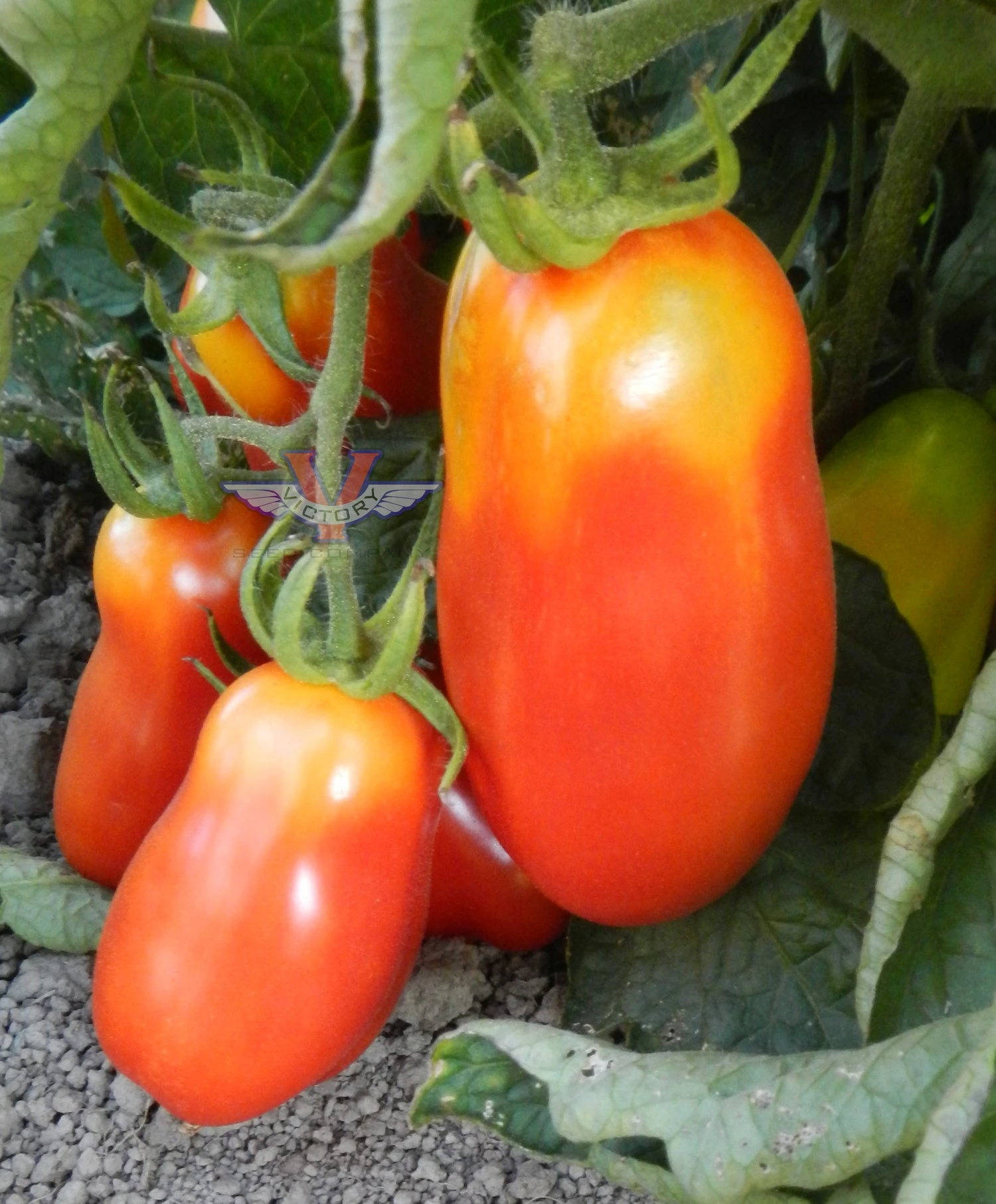 San Marzano Tomato - Image 2