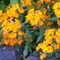Siberian Wallflower