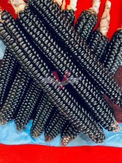 Montana Morado Maize