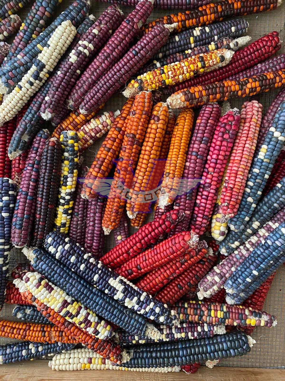 Painted Mountain Flour Corn - 12 Row - Image 7