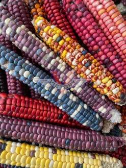 Painted Mountain Flour Corn - 12 Row