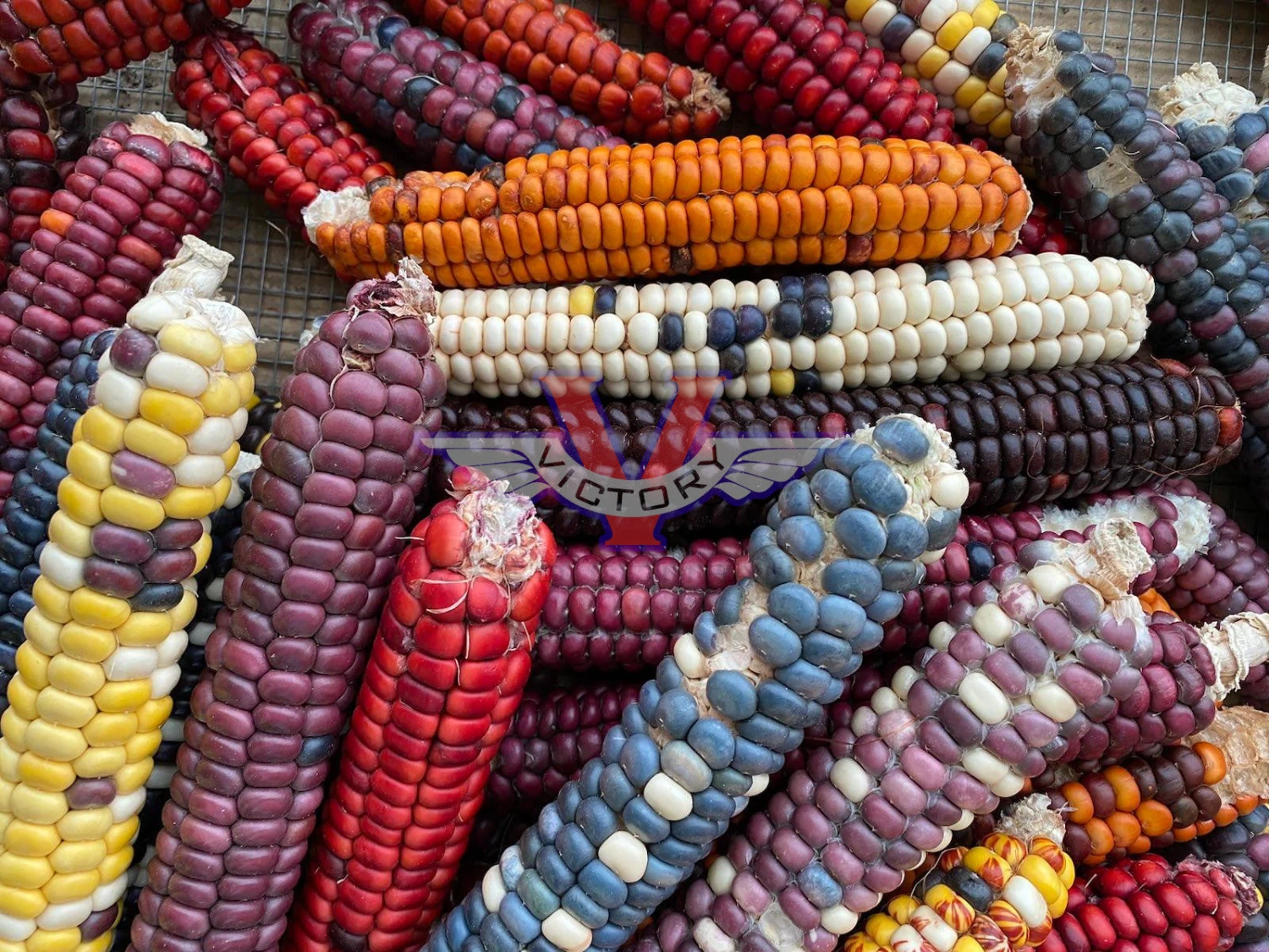 Painted Mountain Flour Corn - Image 6