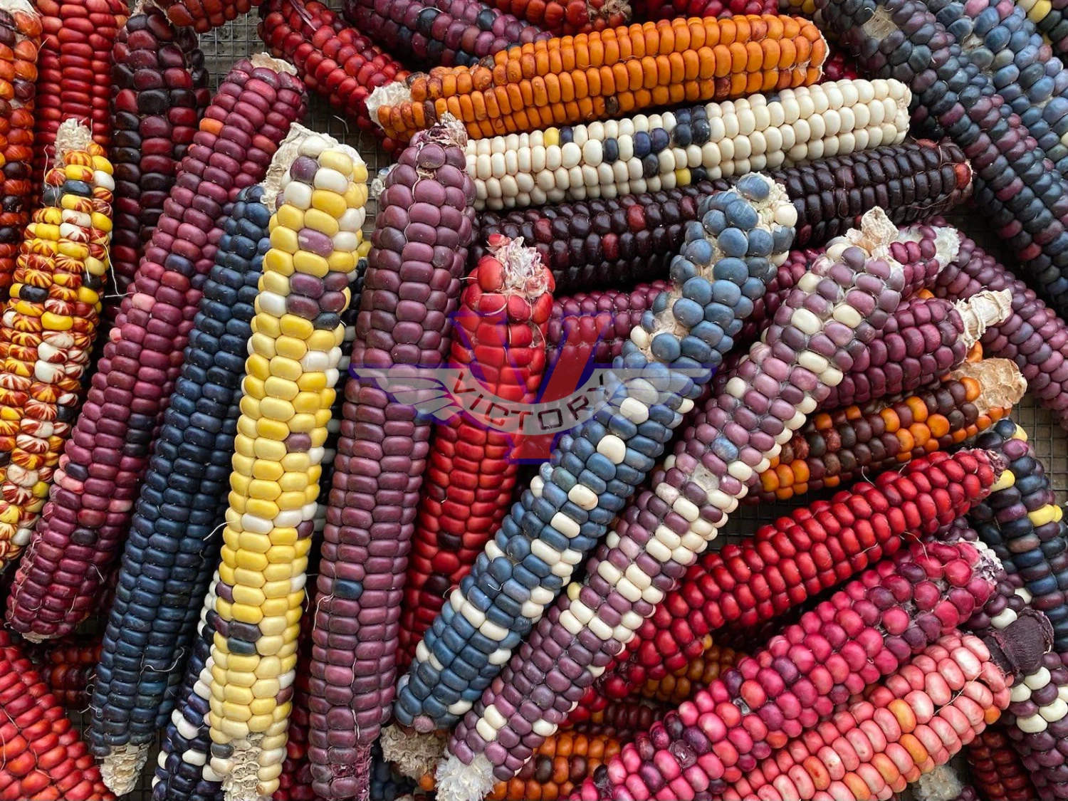 Painted Mountain Flour Corn - Image 5