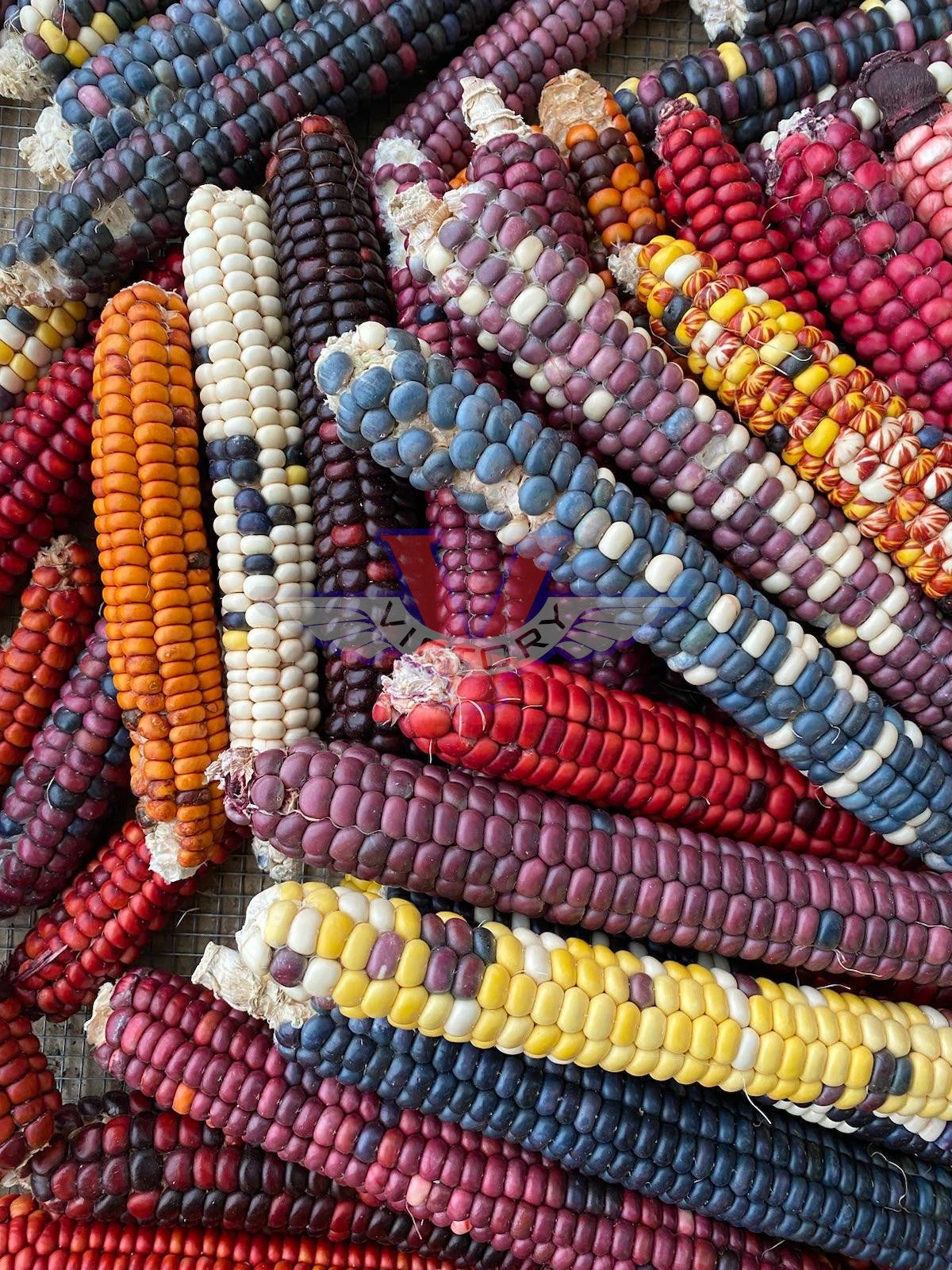 Painted Mountain Flour Corn - 12 Row - Image 4
