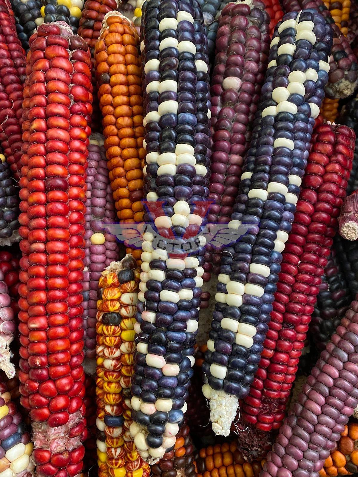 Painted Mountain Flour Corn - Image 3