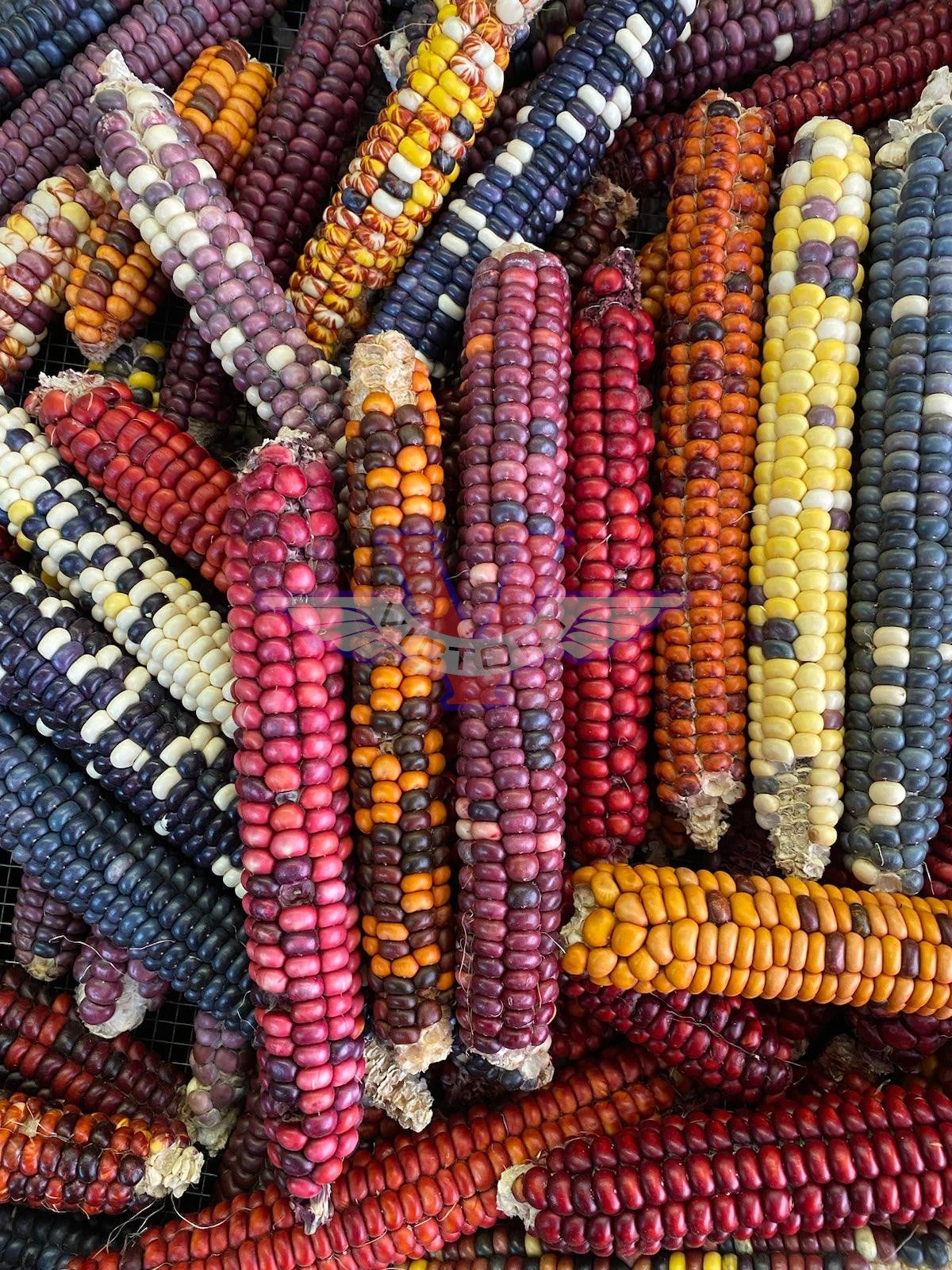 Painted Mountain Flour Corn - Image 2