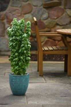 Basil, Everleaf Emerald Towers