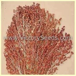 Red Broom Corn (Sorghum)