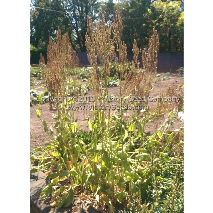 Sorrel, Garden Or English - Image 4