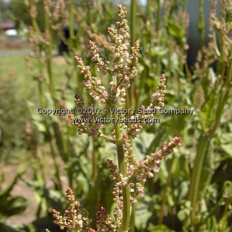 Sorrel, Garden Or English - Image 3