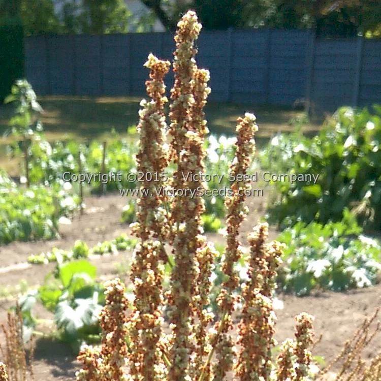 Sorrel, Garden Or English - Image 5