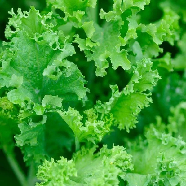 Southern Giant Curled Mustard Greens