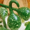 Speckled Swan Gourd