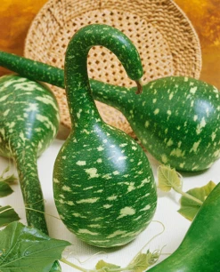 Speckled Swan Gourd