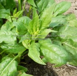 America Spinach