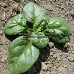 Early No. 7 Spinach