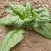 Giant Nobel Spinach