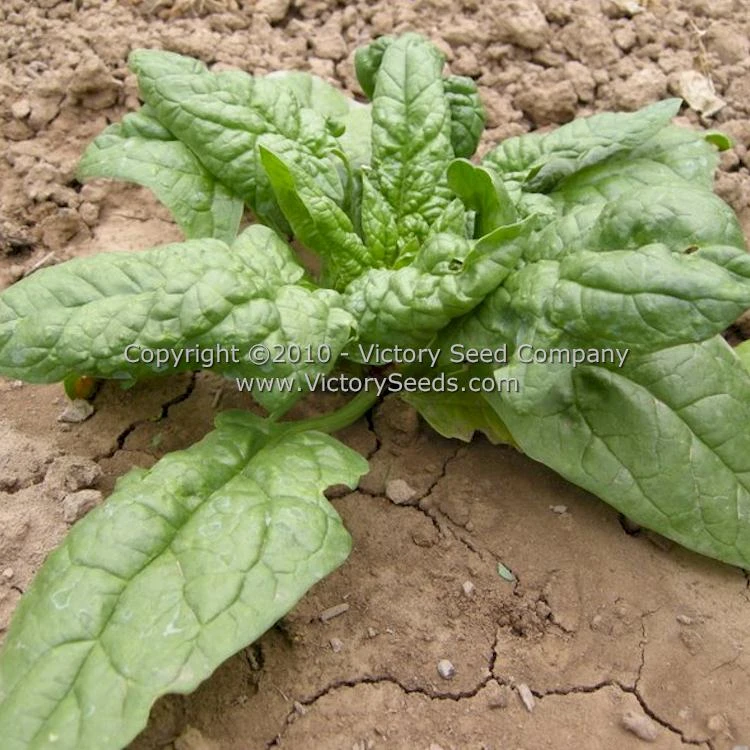 Giant Nobel Spinach