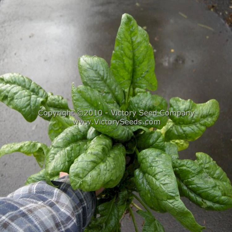 Giant Nobel Spinach - Image 2