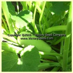 Lubnani Summer Squash