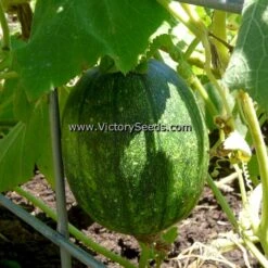 Tatume Summer Squash