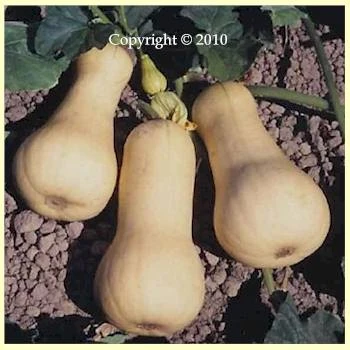 Waltham Butternut Winter Squash - Image 2